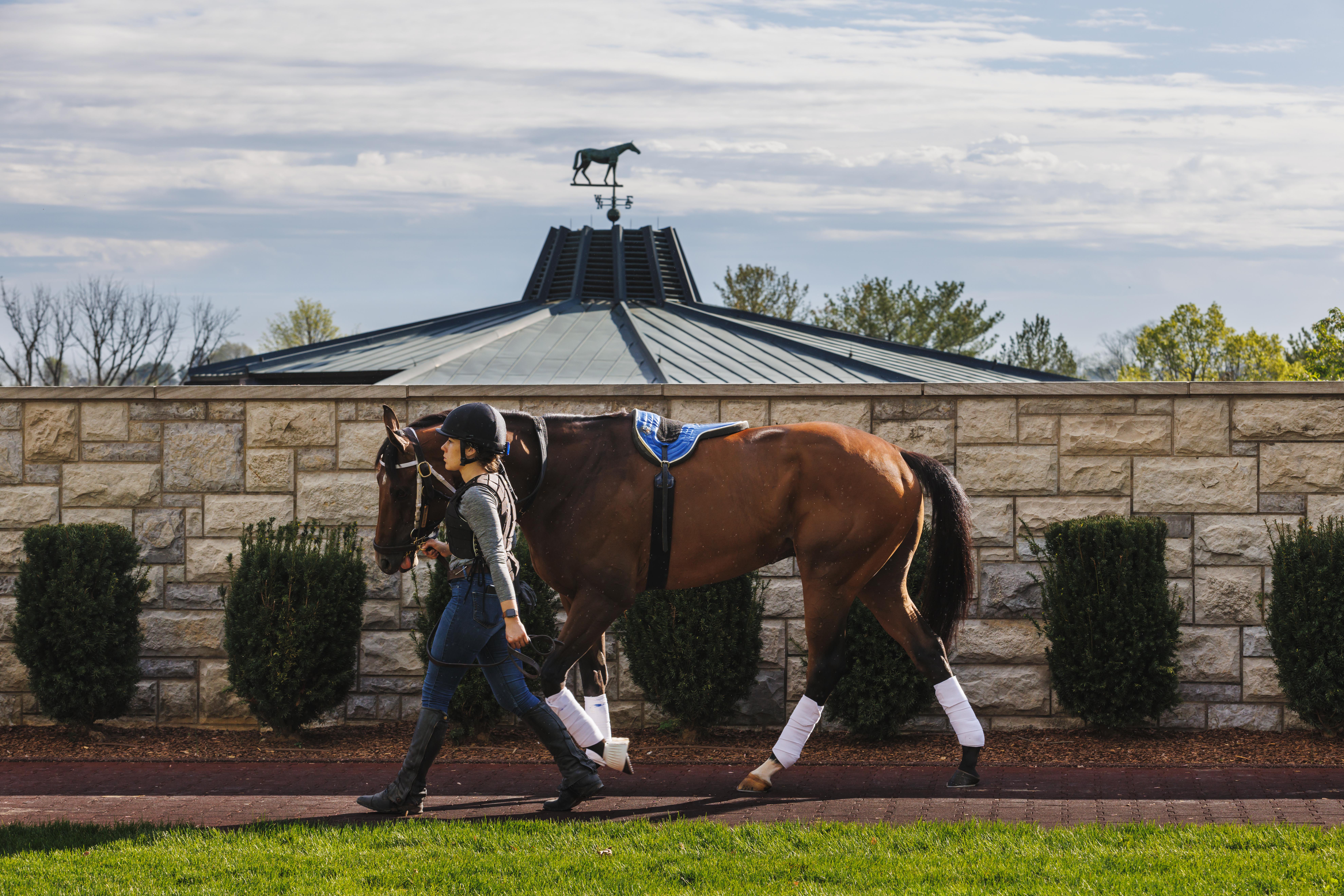 paddock schooling